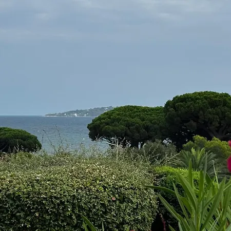 Des Oliviers Grimaud