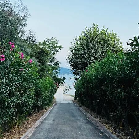 Des Oliviers Grimaud